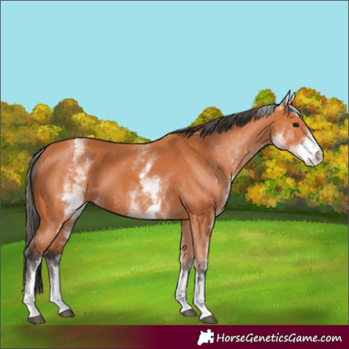 Horse Color:White Spotted Bay 