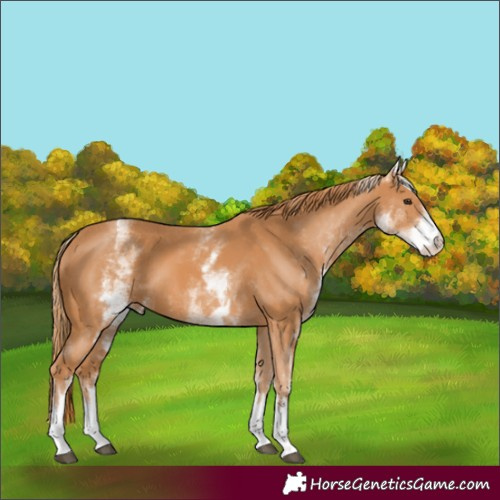 Horse Color:White Spotted Chestnut 