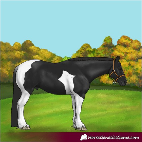 Horse Color:Gray Black Tobiano 