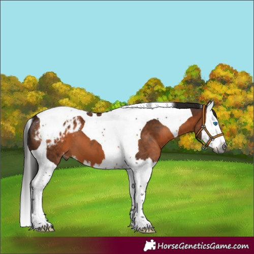 Horse Color:Gray Bay Splash Tobiano Blanket 