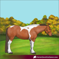 Horse Color:Bay Tobiano Appaloosa 
