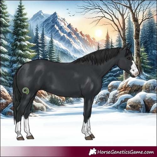 Horse Color:Black 
