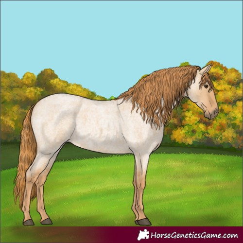 Horse Color:Red Dun Roan 
