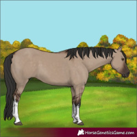 Horse Color:White Spotted Liver Red Dun 