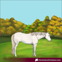 Horse Color:Perlino Dun