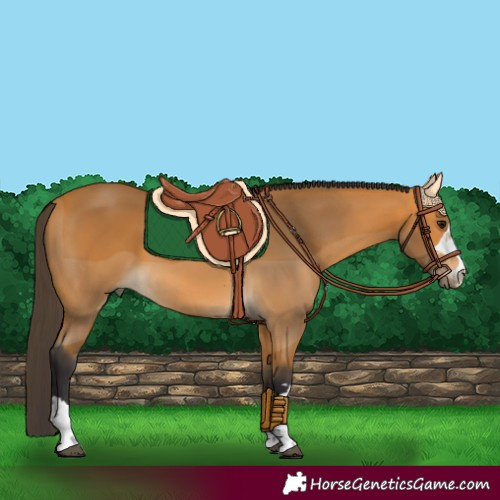 Horse Color:Buckskin 