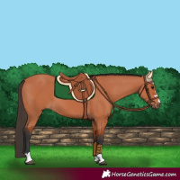 Horse Color:Bay 