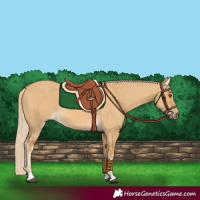 Horse Color:Palomino Dun 