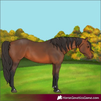 Horse Color:Bay 