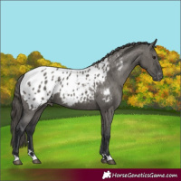 Horse Color:Grullo Appaloosa 