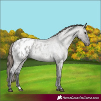Horse Color:Grullo Roan Appaloosa Rabicano
