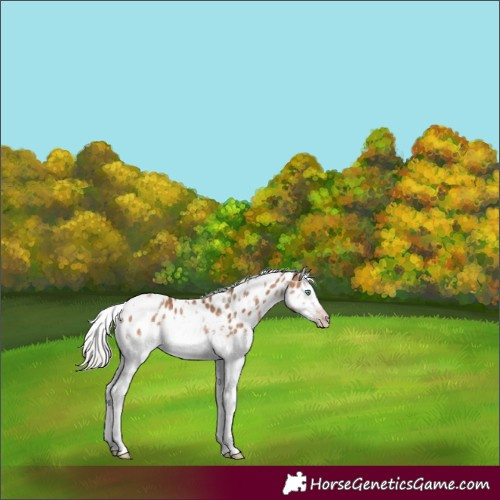 Horse Color:Gray White Spotted Silver Amber Champagne Splash Frame Appaloosa Rabicano 