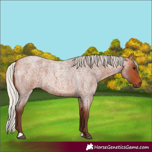 Horse Color:Silver Bay Roan 