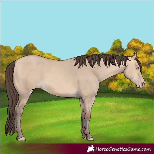 Horse Color:Amber Champagne Dun 