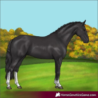 Horse Color:White Spotted Smoky Black 