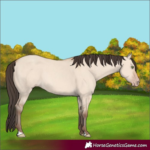 Horse Color:Amber Champagne Dun 