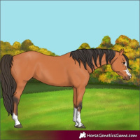 Horse Color:Unknown 