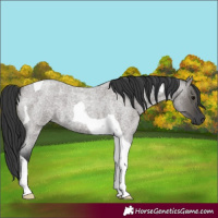 Horse Color:Unknown 