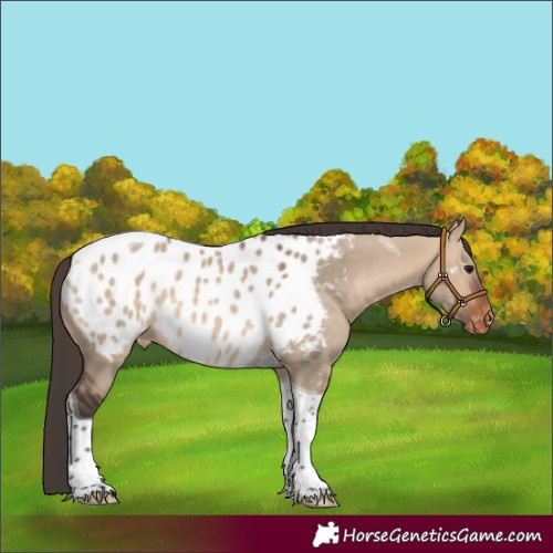 Horse Color:Bay Dun Tobiano Near Leopard Rabicano 
