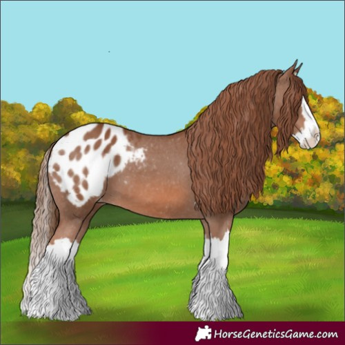 Horse Color:Chestnut Splash Appaloosa 