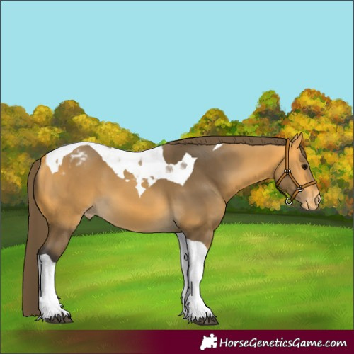 Horse Color:Buckskin Tobiano Varnish 