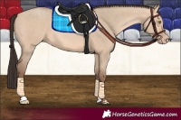 Horse Color:Amber Champagne Dun 