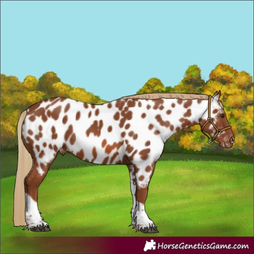 Horse Color:Chestnut Tobiano Appaloosa 