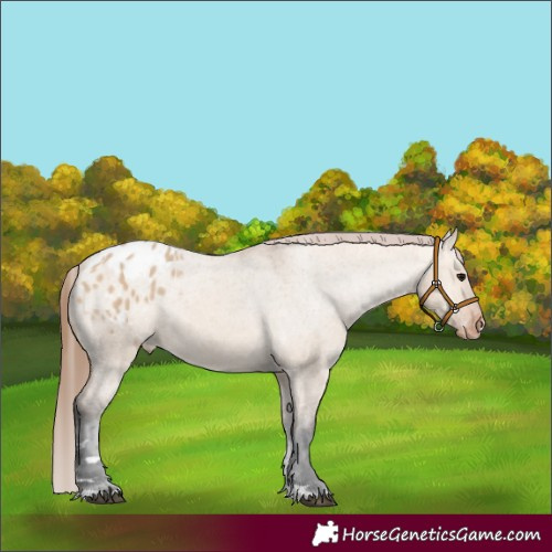 Horse Color:Bay Dun Appaloosa Rabicano 