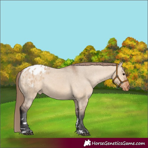 Horse Color:Bay Dun Appaloosa Rabicano 