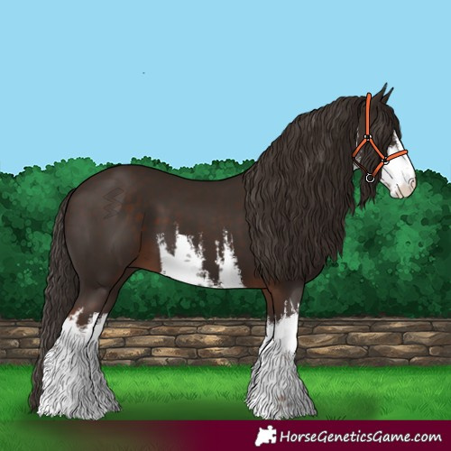 Horse Color:White Spotted Liver Chestnut 