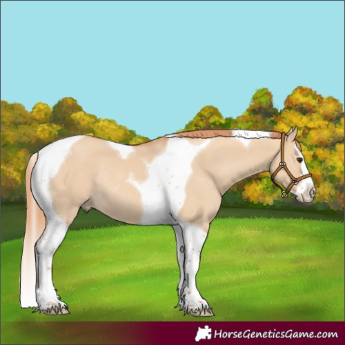 Horse Color:Red Dun Splash Tobiano Rabicano