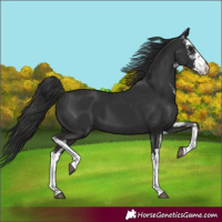 Horse Color:White Spotted Liver Chestnut 