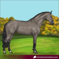 Horse Color:Grullo 