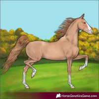Horse Color:Gold Champagne Splash 