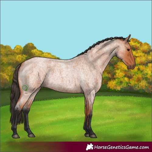 Horse Color:Bay Roan