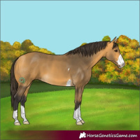 Horse Color:Buckskin 