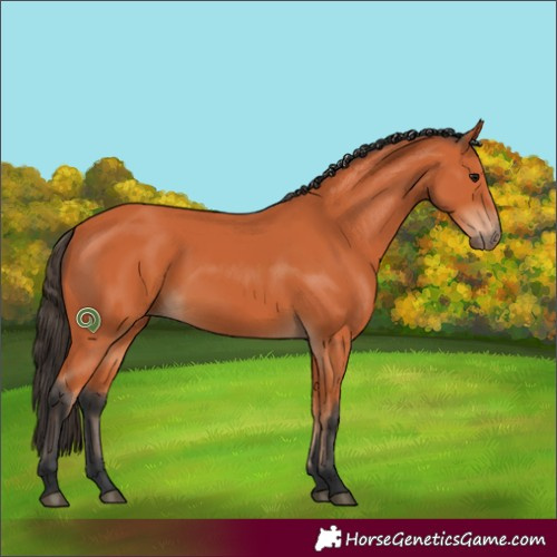 Horse Color:Bay 