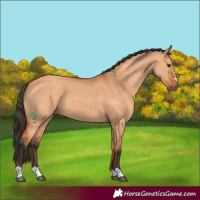 Horse Color:Bay Dun