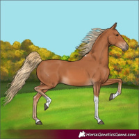 Horse Color:Chestnut Tobiano Rabicano