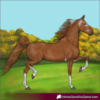 Horse Color:Gray Chestnut Tobiano Rabicano 