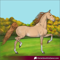 Horse Color:Red Dun Tobiano 