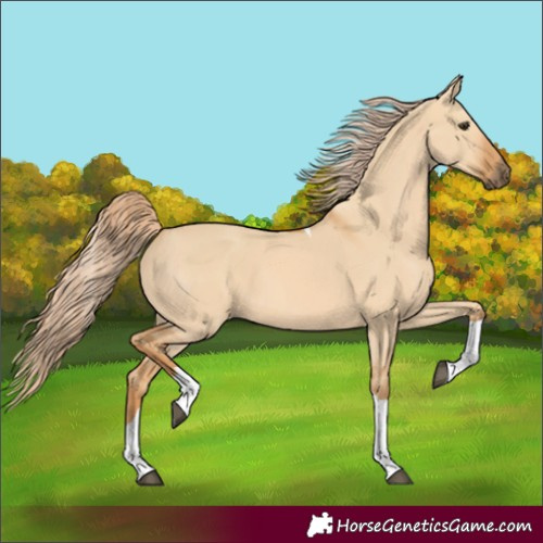 Horse Color:Red Dun Tobiano 