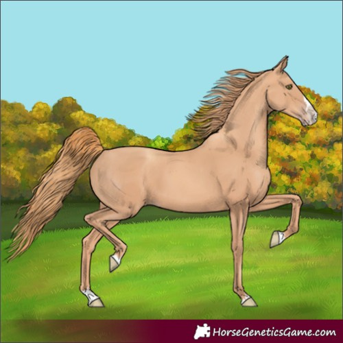 Horse Color:Gold Champagne Splash 