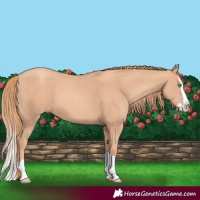Horse Color:Gold Champagne Splash 