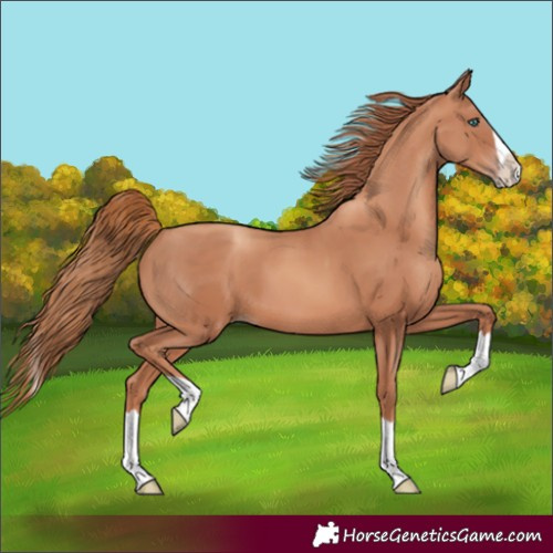 Horse Color:Gold Champagne Splash 