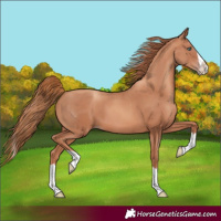 Horse Color:Gold Champagne Splash
