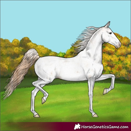 Horse Color:White Spotted Chestnut 