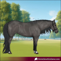 Horse Color:Black 