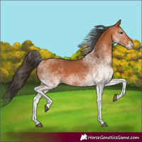 Horse Color:White Spotted Bay 