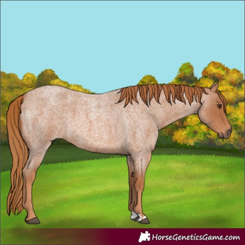 Horse Color:Red Roan